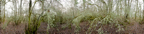 LichenTrees-185CY1