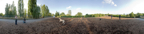 DogRun-006CY4