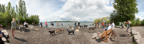 Dog Beach-407CY1.jpg